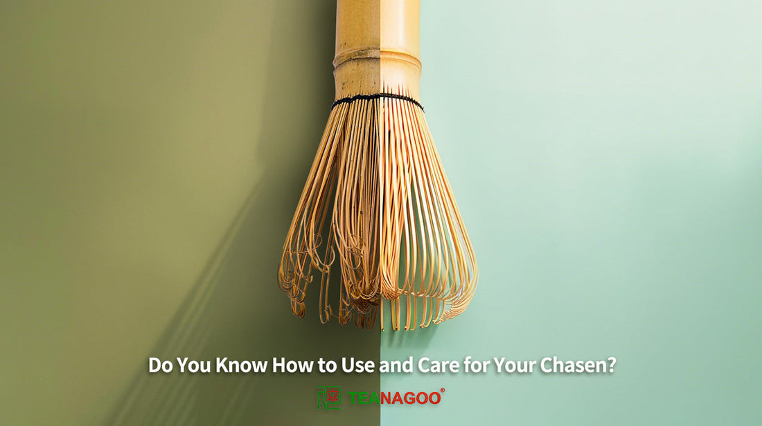 Is Your Chasen Thriving or Dying? The Ultimate Guide to Use & Care